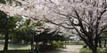 Sakura-träd, dvs körsbärsträd.